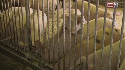 Из-за африканской чумы свиней в Тюменской области на убой отправят 16 тысяч животных. СК возбудил дело