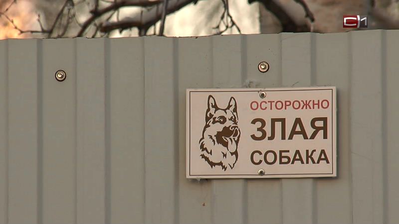 В УМВД Сургута  проводят служебную проверку действий полицейских, застреливших агрессивную собаку