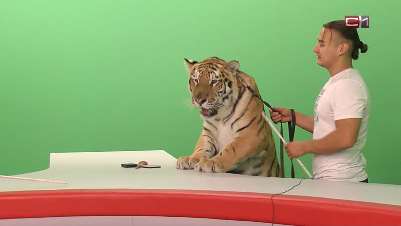 «И тигры у ног моих сели!» На что готовы журналисты СТВ, чтобы привлечь внимание зрителей 