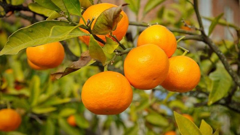Абхазские мандарины в этом году будут в дефиците