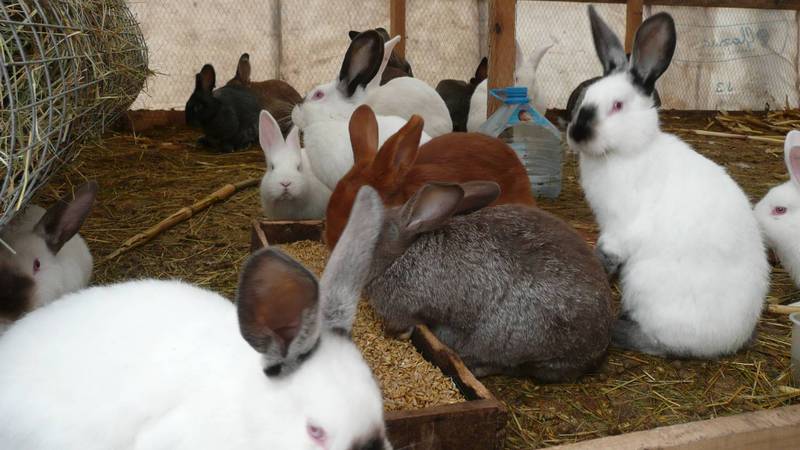 На шубу? В Сургутском районе похитили почти 2 десятка кроликов