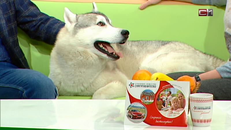 СКОРО: В Сургуте планируют открыть питомник ездовых собак