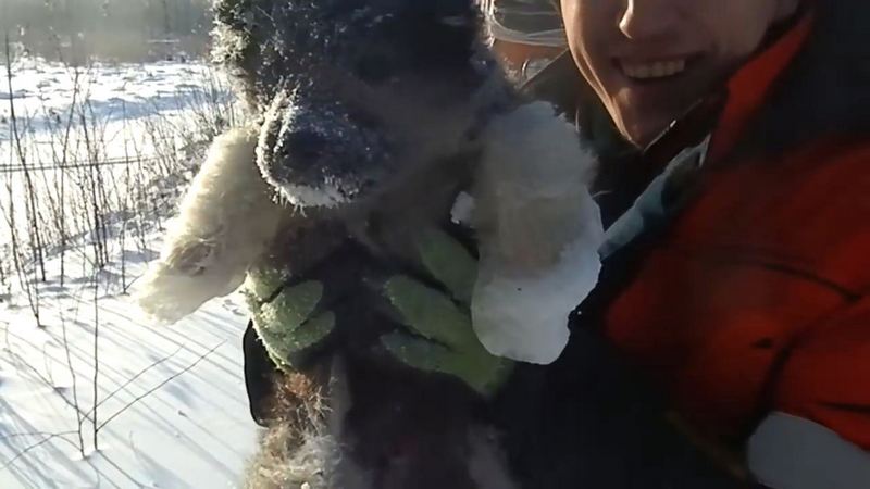  Растает даже каменное сердце: вахтовики на Ямале спасли вмёрзшего в лёд щенка. ВИДЕО
