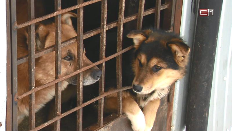 Сургутские власти и общественники не нашли следов кровавой драмы в питомнике для бродячих животных