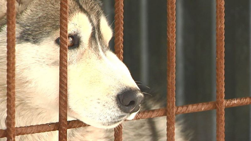 Отвечать за тех, кого приручили. В Сургутском районе за прошлый год поймали больше 2000 бездомных животных