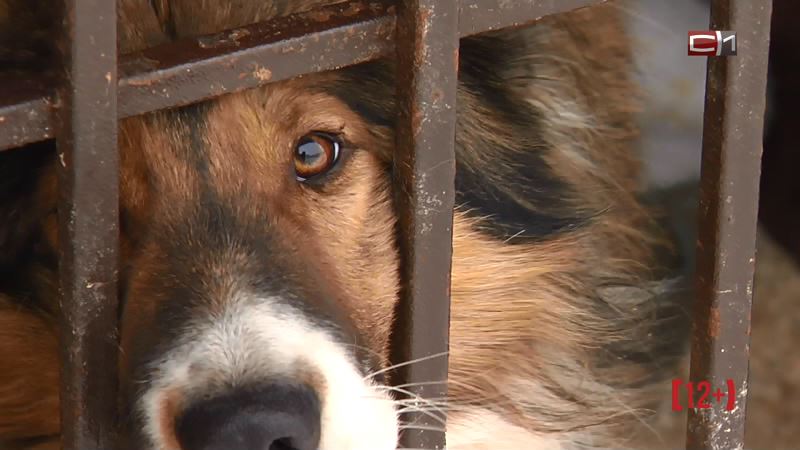 Ловить собак не будут: муниципальное коммунальное предприятие ждет реорганизация