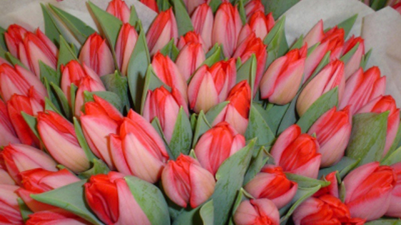 Югорчанку лишили полтысячи тюльпанов в канун Международного женского дня