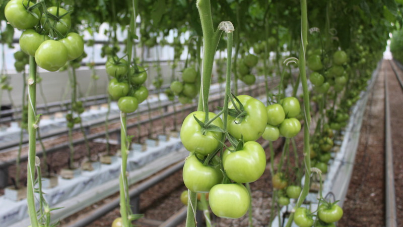 В ожидании 18 тонн томатов. Сургутяне вскоре полакомятся помидорами из Крыма
