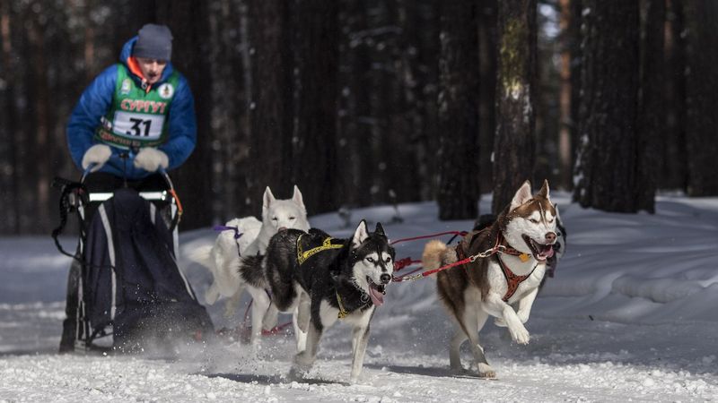 В первых официальных гонках на собачьих упряжках в Сургуте участвовали спортсмены из УрФО