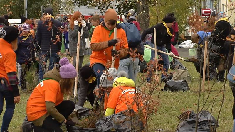 Сургут может бесплатно получить тысячу саженцев деревьев — дело за горожанами