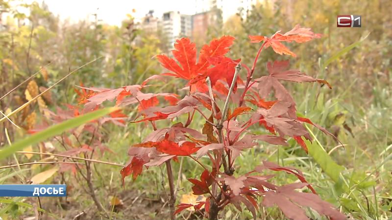 Новый поворот в истории с ботаническим садом в Сургуте: вопрос властям задала прокуратура  