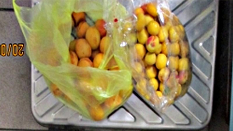 Нелегальные абрикосы. В Сургуте уничтожили подкарантинные фрукты из Азербайджана и Таджикистана