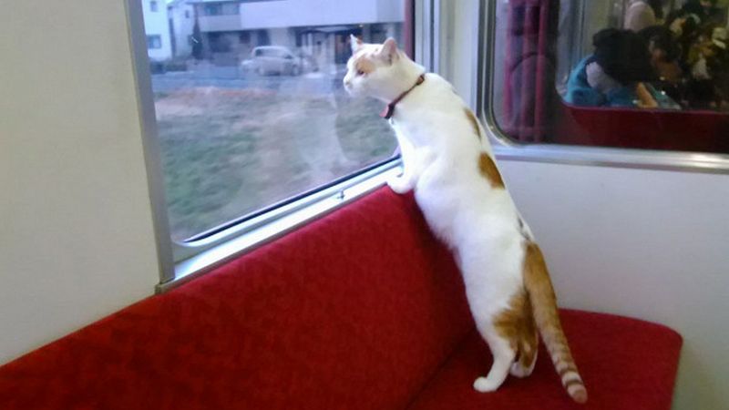 С 16 июля домашние животные могут путешествовать в поездах без хозяев