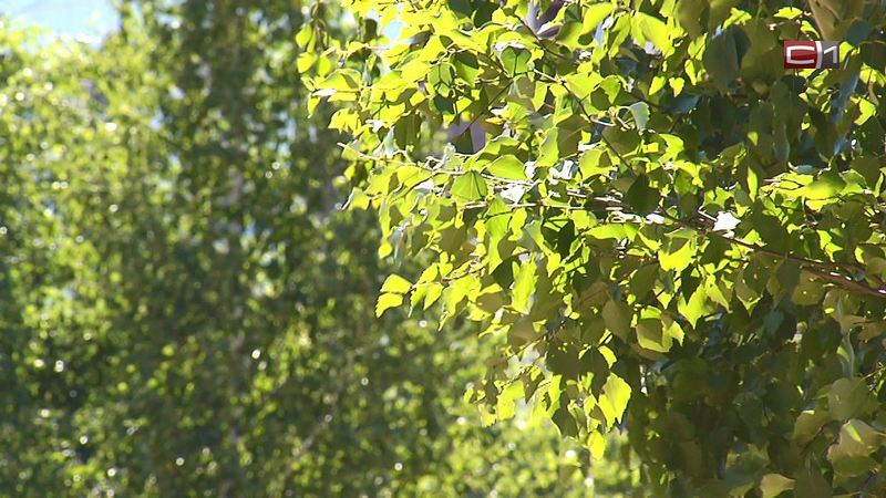 Жара в Сургуте сменится прохладой: её принесет северный ветер