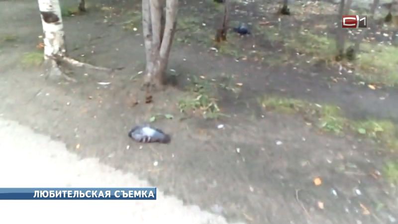 Специалисты объяснили причину массовой гибели голубей в Сургуте
