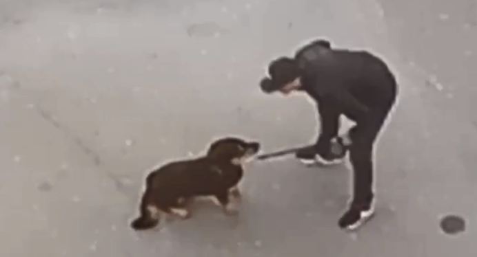 Жестоко обращался с животным. Полицейские в Сургуте разыскивают избивавшего собаку мужчину 