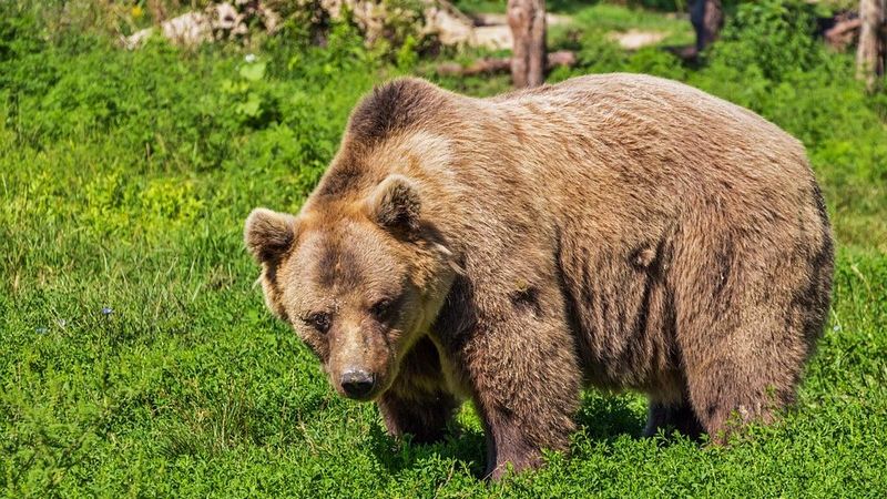 Власти Югорска сомневаются в существовании медведя, который порвал мужчине рот