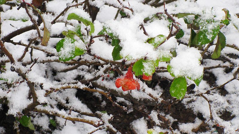 Синоптики обещают заморозки. Циклон принесёт в Сургут первый снег