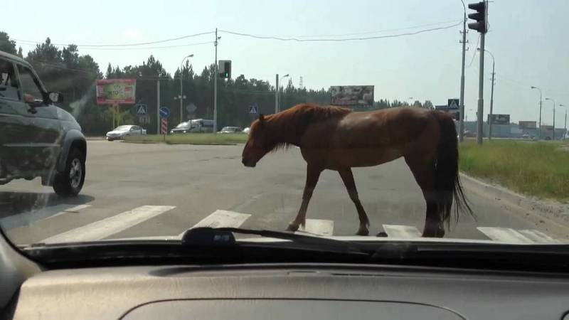 Железный конь против живой лошади. Югорский конный клуб заплатит за ДТП, устроенное животным
