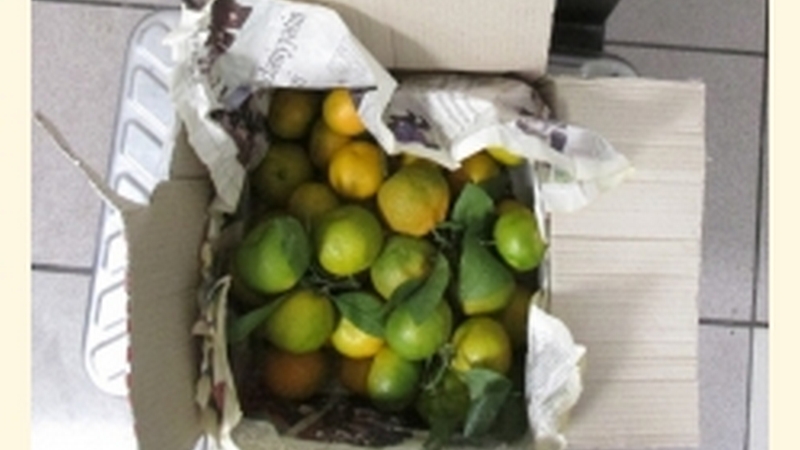 70 кг за ноябрь: в Сургут продолжают ввозить самолетом запрещенные фрукты и овощи