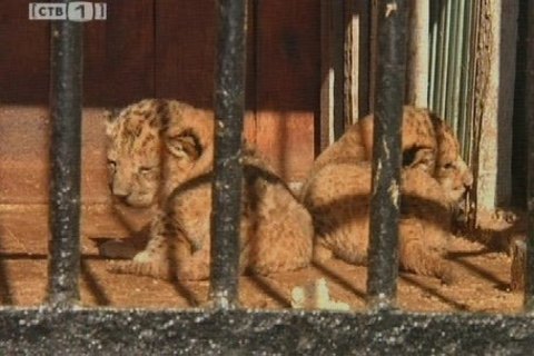 В Сургуте родились два львенка