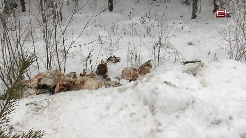 В Сургуте неизвестные устроили свалку из останков овец прямо у дороги