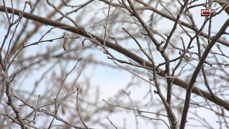 ГИБДД усиливает режим работы - на следующей неделе в Югре будет еще холоднее