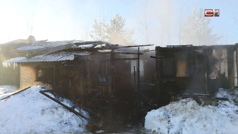 Из-за пожара прославивший Сургут конь-живописец и его товарищи остались зимой без крова