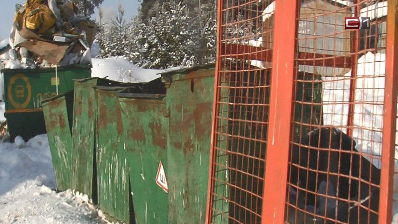«Деньги на мусор»: коммунальщики Сургутского района отказываются вывозить отходы