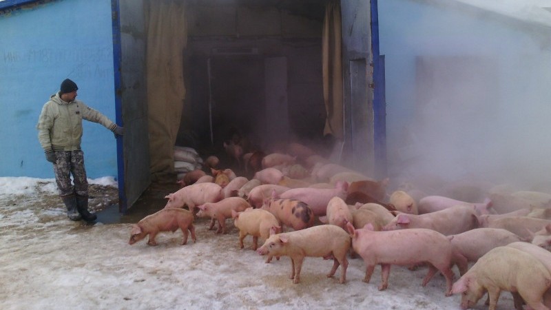 В Югре ликвидирован пожар на свиноферме. Эвакуированы сотни животных    