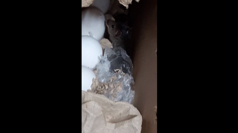 Живность в подарок. Сетевой магазин в Югре продавал куриные яйца в коробке с мышами. ВИДЕО
