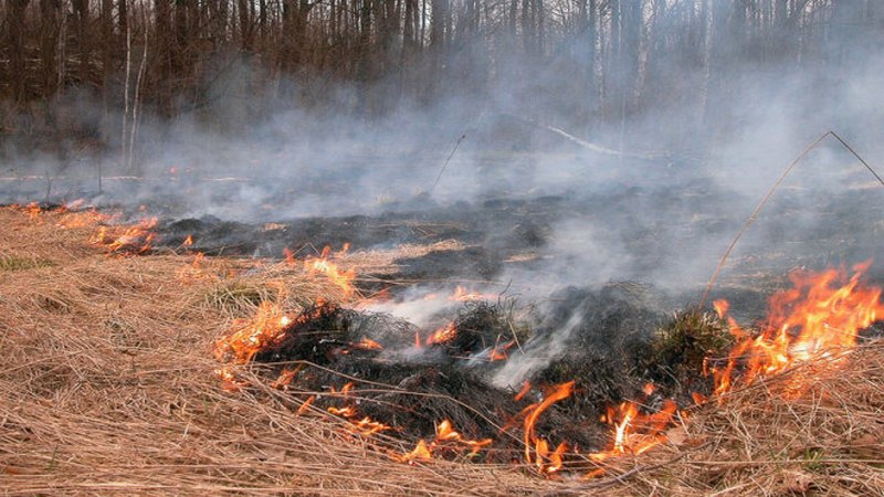 В Тюменской области свирепствуют лесные пожары. Огнем охвачены сотни гектаров