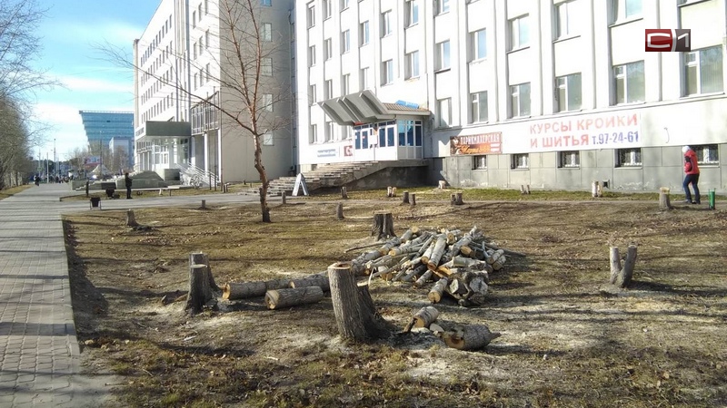 Если рубите — садите. В Сургуте депутатов возмутил факт вырубки деревьев 