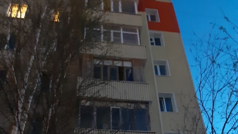 В Югре из окна многоэтажки выкинули новорожденных щенков