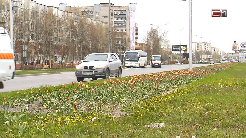 Расцветай, Сургут! На озеленение города будет потрачено  14 млн рублей