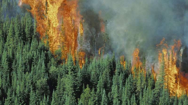 Природнадзор Югры предупреждает о лесопожарной обстановке на территории округа