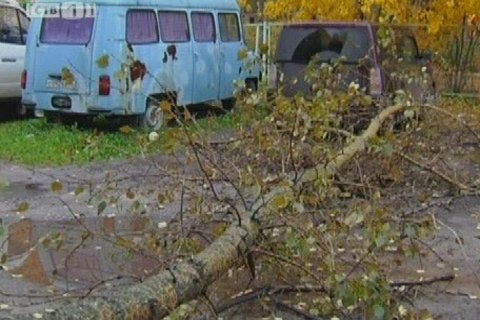 В Сургуте дерево упало на машину