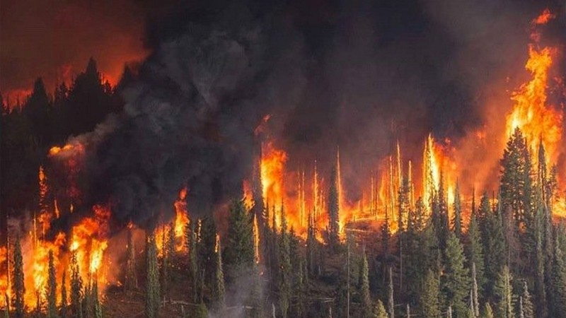 Становится жарко. В 4 регионах России введен режим ЧС из-за лесных пожаров