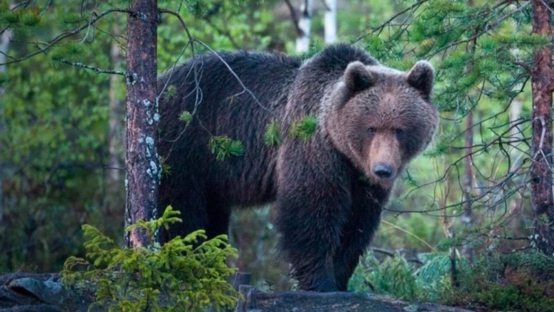 Медведь в черте Сургута. Горожан призывают повременить с походами в лес