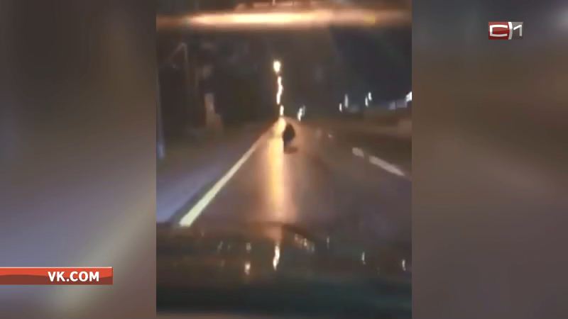 Бежал по дороге: в сети обсуждают видео, на котором заснят медведь в Сургуте