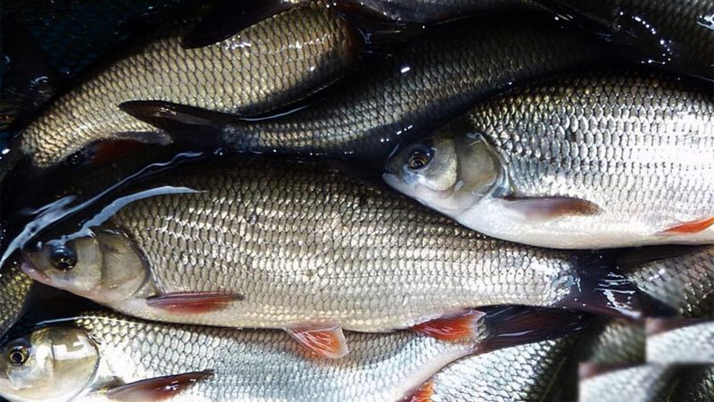 В Югре закрыли цеха рыбного предприятия после массового отравления населения