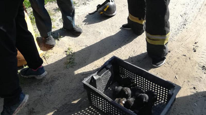 Спецоперация с сюрпризом. В Югре пожарные спасли собак, упавших в погреб. ВИДЕО