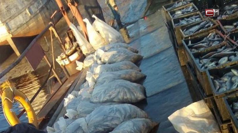 За рыбалку под суд. 5 тонн рыбы незаконно выловили в Югре