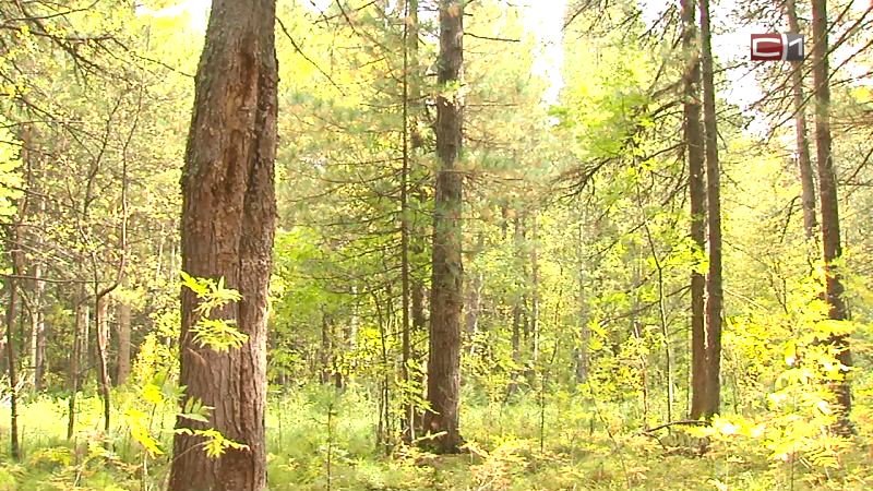 Дорога смерти для кедра. В Сургутском районе уничтожают многовековые леса