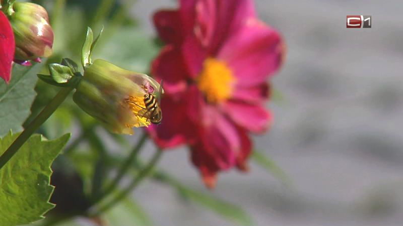 Осы, пчелы и шмели. Жители Сургута жалуются на нашествие насекомых