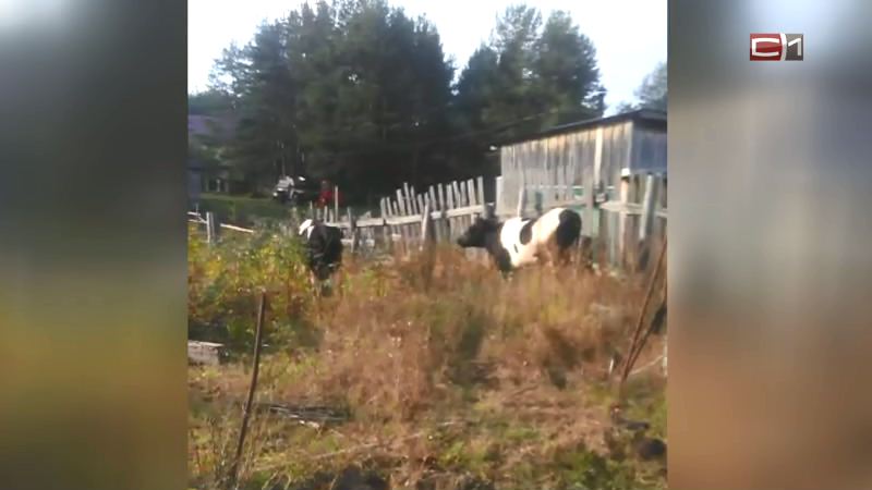 Сургутский район пострадал от нашествия коров. Чем еще запомнилась эта неделя