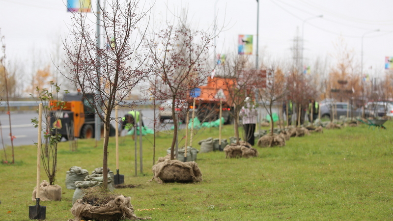Озеленим свой город сами. Сургутяне высадили на улицах 400 деревьев