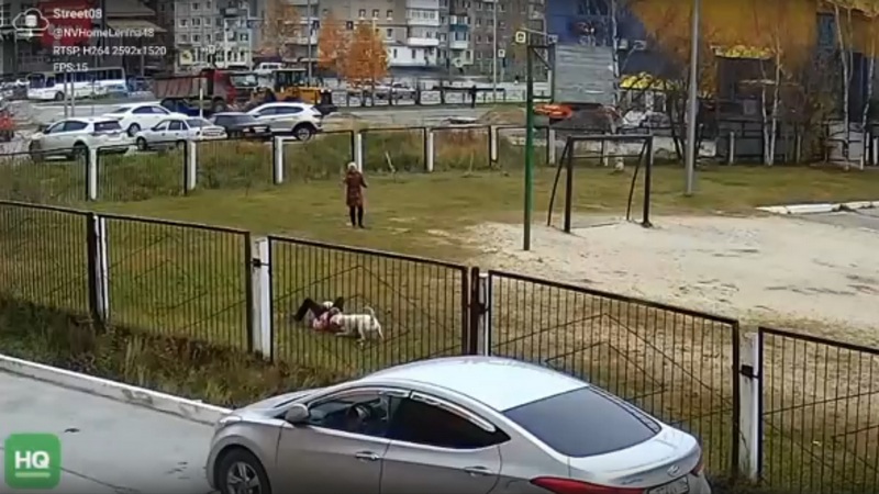 Инцидентом с собакой, напавшей на детей в Югре, занялись следователи
