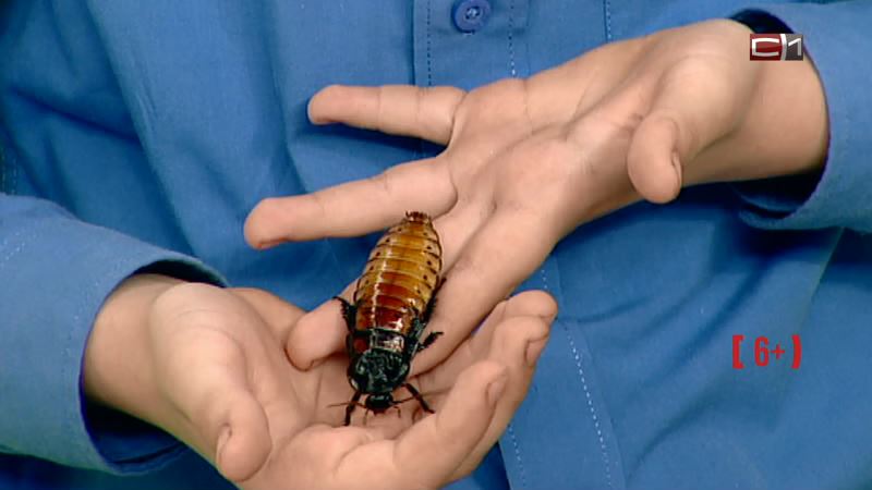 Юный энтомолог Сургута: тараканы не любят некультурных людей
