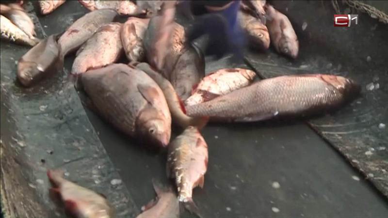 В Сургуте обнаружена партия токсичной рыбы из Тюменской области